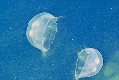 D70_4148.2.jellyfish